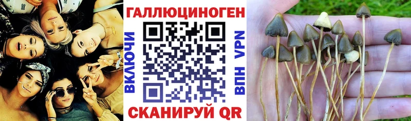 где можно купить наркотик  Элиста  Галлюциногенные грибы мицелий 